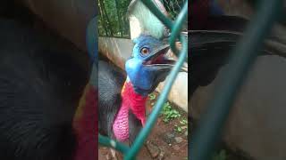 Cassowary is so Scary shorts facts [upl. by Leidba]