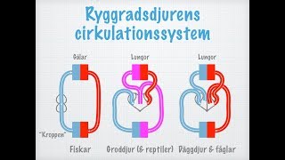 Cirkulation Transportsystem hos olika djur [upl. by Berry183]