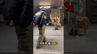 Perro Militar Muestra sus Habilidades 🤯explicada [upl. by Mori]