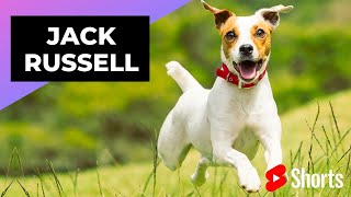 Jack Russell 🐶 One Of The Most Popular Dog Breeds In The World shorts [upl. by Lebasiram]