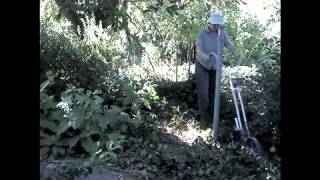 Using the Valley Oak Wheel Hoe to Remove English Ivy [upl. by Llevron371]