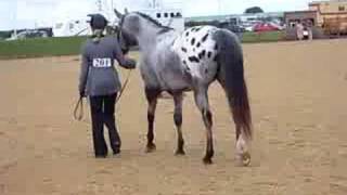 2008 British Appaloosa Society National [upl. by Jorrie]