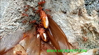 Flying Termites Or Termite Alates Sydney Australia [upl. by Eirojam974]