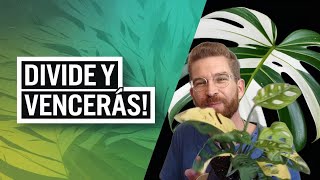 Multiplica tus plantas más valoradas ¡divide y vencerás [upl. by Arnoldo802]