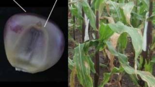 Doubled Haploids A simple method to improve efficiency of maize breeding [upl. by Elene]