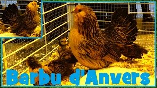 Barbu dAnvers  Gallus gallus domesticus  Poule  Salon de lAgriculture 2016  04032016 [upl. by Yragerg422]