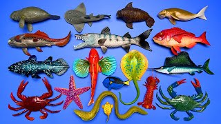 18 Sea Animals Gurnard fish Manatee Sailfish Coelacanth Guitarfish Dugong Etc MN024 [upl. by Ecirbaf]