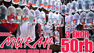 BERAPA HARGA MAS KOKI SAAT INI  UPDATE HARGA IKAN MAS KOKI DI JATINEGARA TERBARU [upl. by Nirol372]