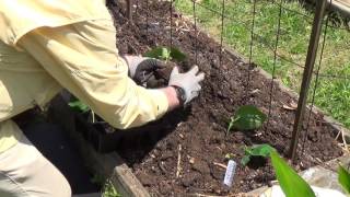 Cucumber Planting Cattle Panel for Trellis [upl. by Adamo]