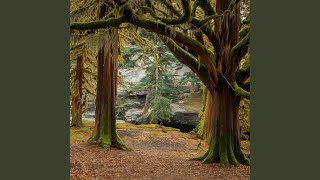 Native Healing Flute Music Eternal Forest [upl. by Nirok]