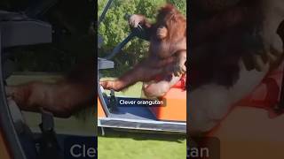 Clever Orangutan Masters Golf Cart Driving Embarks on Tours Across Dubais Elite Sanctuary [upl. by Ahsiele12]