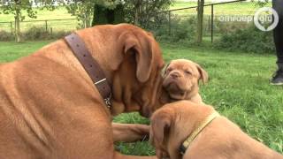 Bordeauxdog met 18 pups in Deest [upl. by Estus]