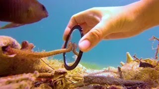 Tiny Octopus Gets So Excited When His Diver Friend Comes To Visit Him  The Dodo [upl. by Oralee]