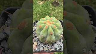 There’s something magical about spineless Copiapoa 😍😌 cactus [upl. by Lahcim794]