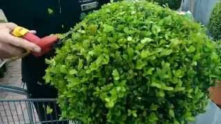 How to Trim your Topiary with Paul at Bents Garden amp Home [upl. by Elodea]