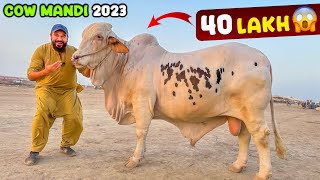 Finally cow mandi 2023 pohanch gae 🐂 heavy bulls agae mandi mein 😳 [upl. by Zampardi583]