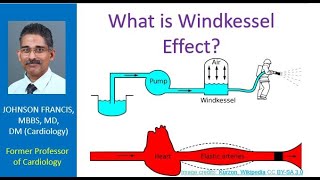 What is Windkessel Effect [upl. by Yrrep]