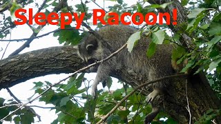 Sleepy Racoon Hanging From a Large Tree Branch [upl. by Lady466]