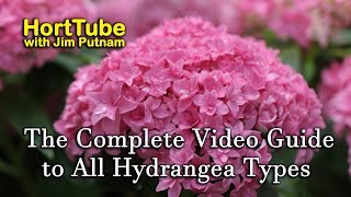 The Complete Video Guide to Most Hydrangea Types [upl. by Kcod194]