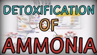 Detoxification of Ammonia in the human body [upl. by Heinrich241]