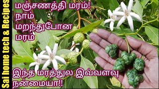 மஞ்சனத்தி மரம் பற்றி தெரியுமாநாம் மறந்து போன மரம்Manjanathi maramNuna maram [upl. by Tamis]