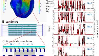 Multiscale model of the beating heart [upl. by Pearline]