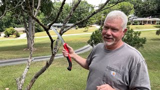 Bow Drill Dogwood Spindle On A Universal Fire Board [upl. by Goodhen375]