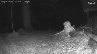 Great Horned Owl taking skunk [upl. by Troc642]