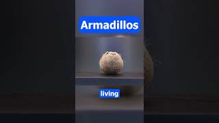 The Fascinating World of Armadillos Everything You Need to Know amazing funny breathtaking [upl. by Anitnauq]