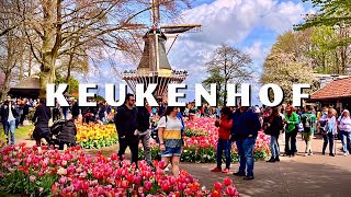 Keukenhof Tulips Festival in The Netherlands Garden of Europe Walk Tour Part 2 [upl. by Llabmik]