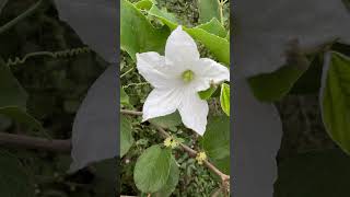 Flowers of Coccinia grandis a wild edible climber Mahanadi River areas medicinal odisha flowers [upl. by Oiralednac]