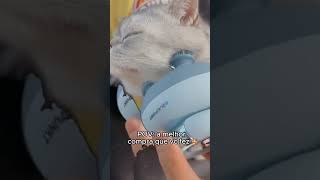 Massageador Para Gatos [upl. by Leone751]