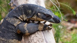 Keeper Seth feeds the lace monitors [upl. by Chabot]