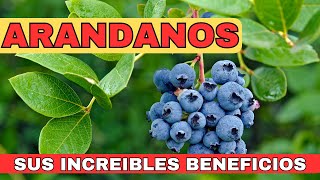 ARANDANOS sus increíbles BENEFICIOS para la salud estas son las enfermedades que cura [upl. by Nodnab]