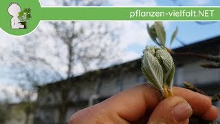 Echte Mehlbeere  Austrieb  170418 Sorbus aria  Bäume amp Sträucher bestimmen [upl. by Luhar787]