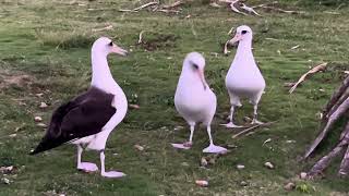 Laysan Albatroses [upl. by Jarid277]