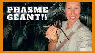 Le phasme géant  Giant Stick Insect [upl. by Slin]