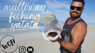 MULLOWAY FISHING AT YALATA  South Australia  Were on here adventures [upl. by Derril]