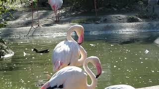 Rosa Flamingo Phoenicopterus roseus Tiergarten Zoo Schönbrunn Superzoom [upl. by Dlorej]