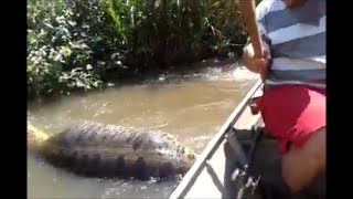 Giant Anaconda Video Goes Viral on Facebook REACTION [upl. by Kcirdle170]