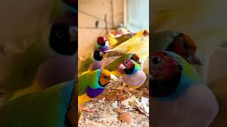 Gouldian Finch Aviary bird birds finch aviary finches [upl. by Jemie]