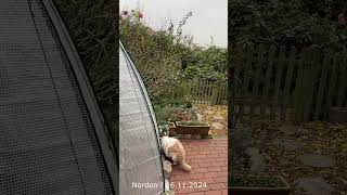 Wetter in Norden 16 11 2024 naturevideo wetter nordseegefuehl [upl. by Mw]