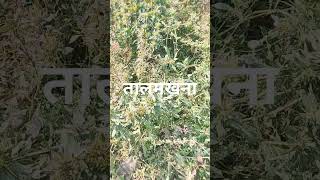 Shorts madecine plant talmakhana तालमखाना का पौधा कैसा होता है।benefits of Talmakhanashortsvidio [upl. by Hapte]