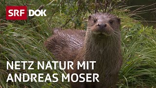 Fischotter in der Schweiz  NETZ NATUR mit Andreas Moser  DOK  SRF Wissen [upl. by Haridan]