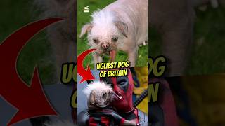 The ugliest dog of Britain is playing Dogpool in Deadpool and Wolverine [upl. by Kyred]