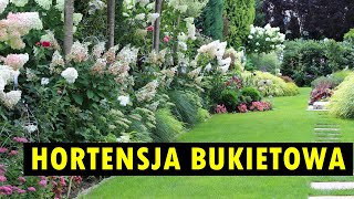 Hortensja bukietowa – klasyczne i mniej znane odmiany [upl. by Knowlton877]