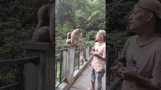 Lebih ganteng monyet pecintasatwa monkey wisataalam [upl. by Moor]