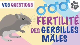 La Fertilité Des Gerbilles Mâles jusquà quel âge le kiki fonctionne til  Vos Questions 2 [upl. by Ruenhcs]