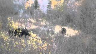 Grizzly Bear Chasing Moose in Moose Wyoming [upl. by Schnur]