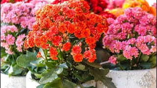 How to grow Kalanchoe plants and cuttings🌱🌱🌱 [upl. by Ojok]